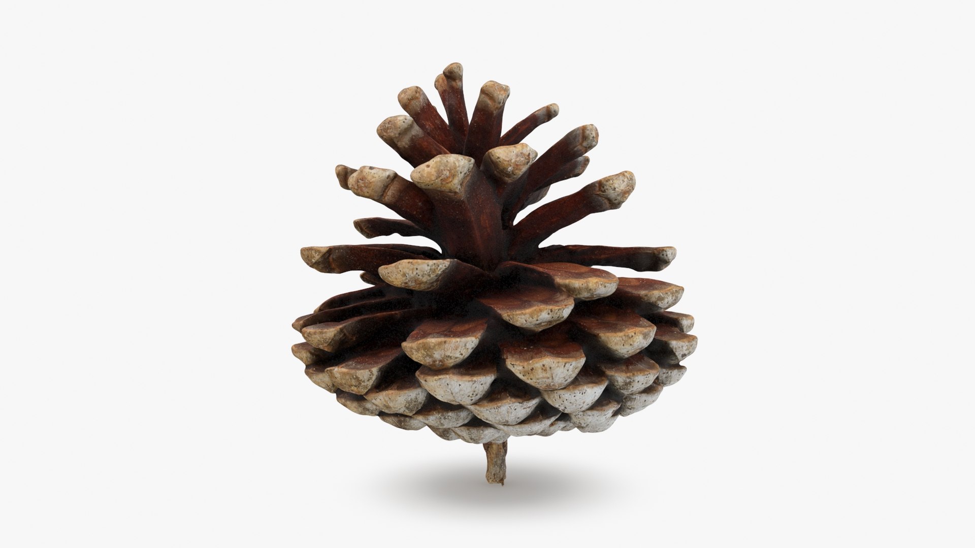 3D Dried Pine Cone 04 https://p.turbosquid.com/ts-thumb/6J/uqRXpZ/Lf/driedpinecone04_b0010/jpg/1730362845/1920x1080/fit_q87/609e5c21503808c52d868050fd4a6bd8f72a930d/driedpinecone04_b0010.jpg