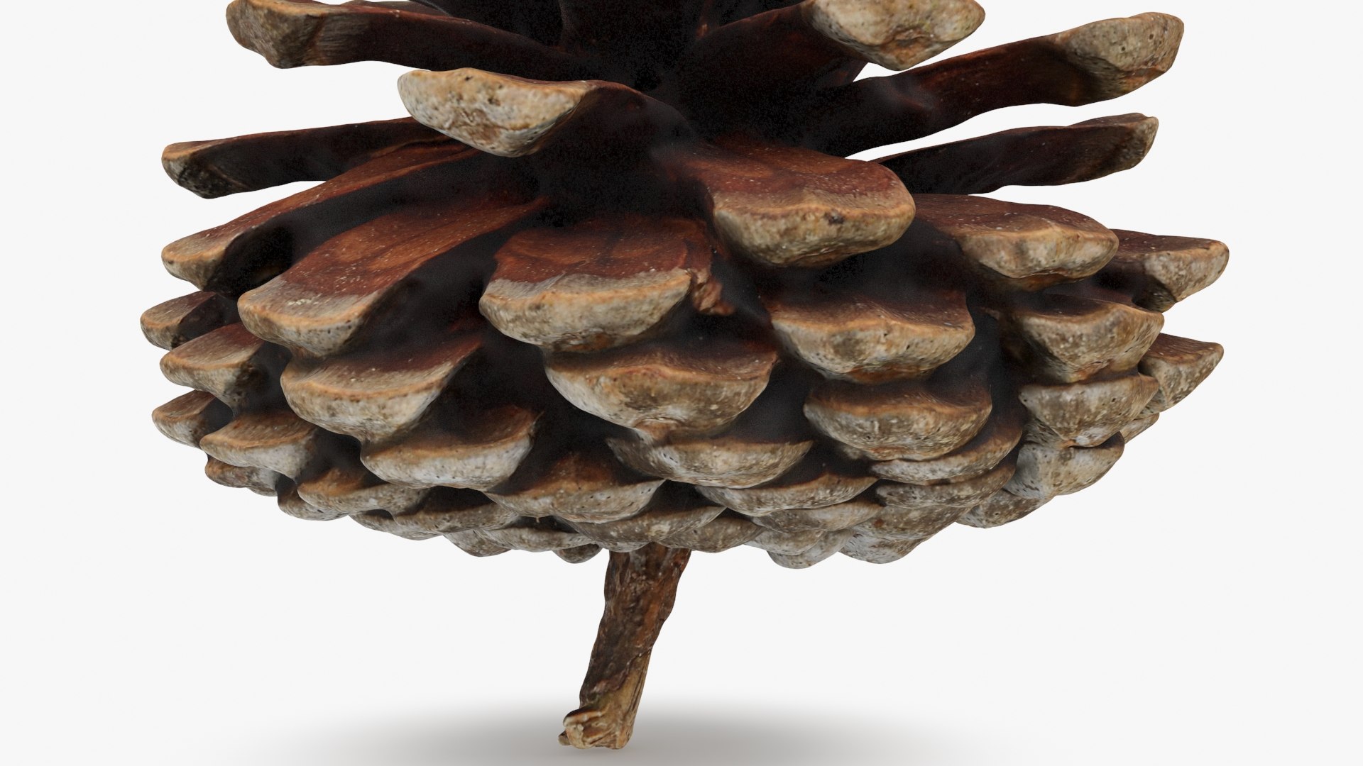 3D Dried Pine Cone 04 https://p.turbosquid.com/ts-thumb/6J/uqRXpZ/Ln/driedpinecone04_b0016/jpg/1730362848/1920x1080/fit_q87/19d7b4cf9a9003ed863a6c01a91b4f5ced3121b1/driedpinecone04_b0016.jpg