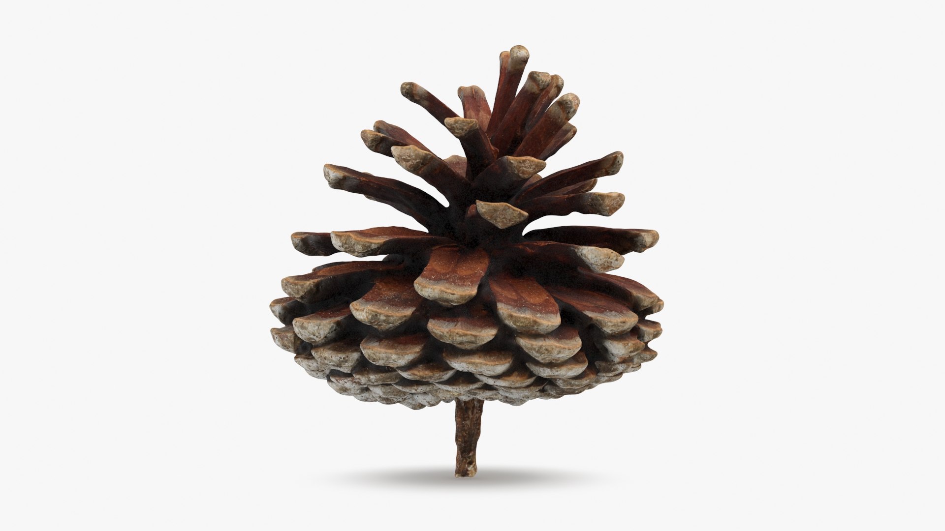 3D Dried Pine Cone 04 https://p.turbosquid.com/ts-thumb/6J/uqRXpZ/X1/driedpinecone04_b0004/jpg/1730362844/1920x1080/fit_q87/4e4337f46cc8763c8e767ddb3068c2023bf672dd/driedpinecone04_b0004.jpg