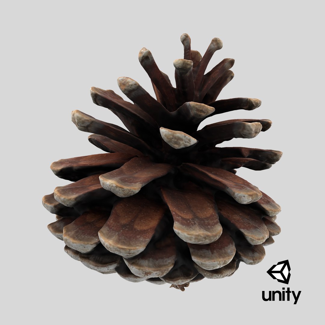 3D Dried Pine Cone 04 https://p.turbosquid.com/ts-thumb/6J/uqRXpZ/Y8/stemcell_unity_render/png/1730482262/1920x1080/fit_q87/b0228a0e65ff881787dcd286a011e06118779670/stemcell_unity_render.jpg