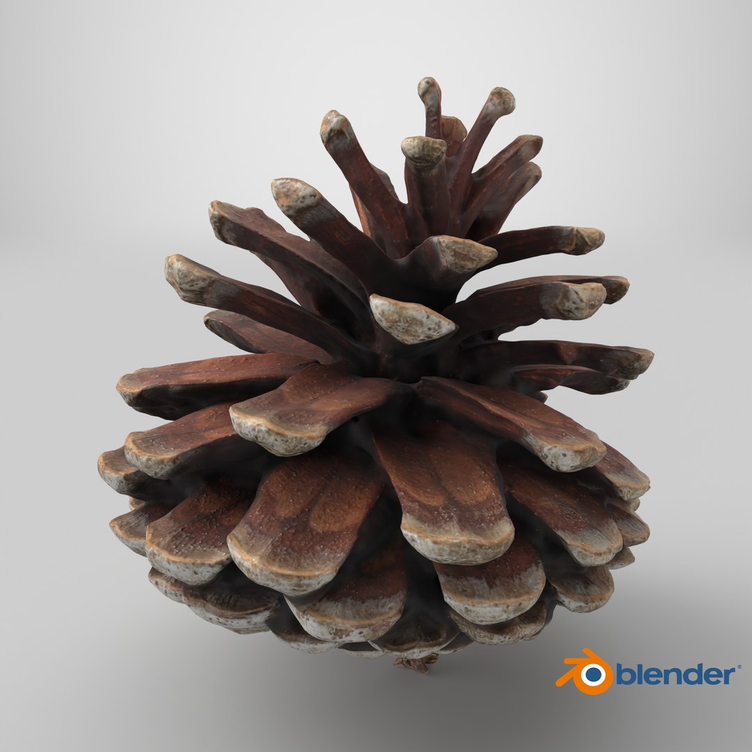 3D Dried Pine Cone 04 https://p.turbosquid.com/ts-thumb/6J/uqRXpZ/dT/stemcell_blender_cycles_render/png/1730482247/1920x1080/fit_q87/b9f426daeb1c3d884818e95a18a59d93311567bb/stemcell_blender_cycles_render.jpg