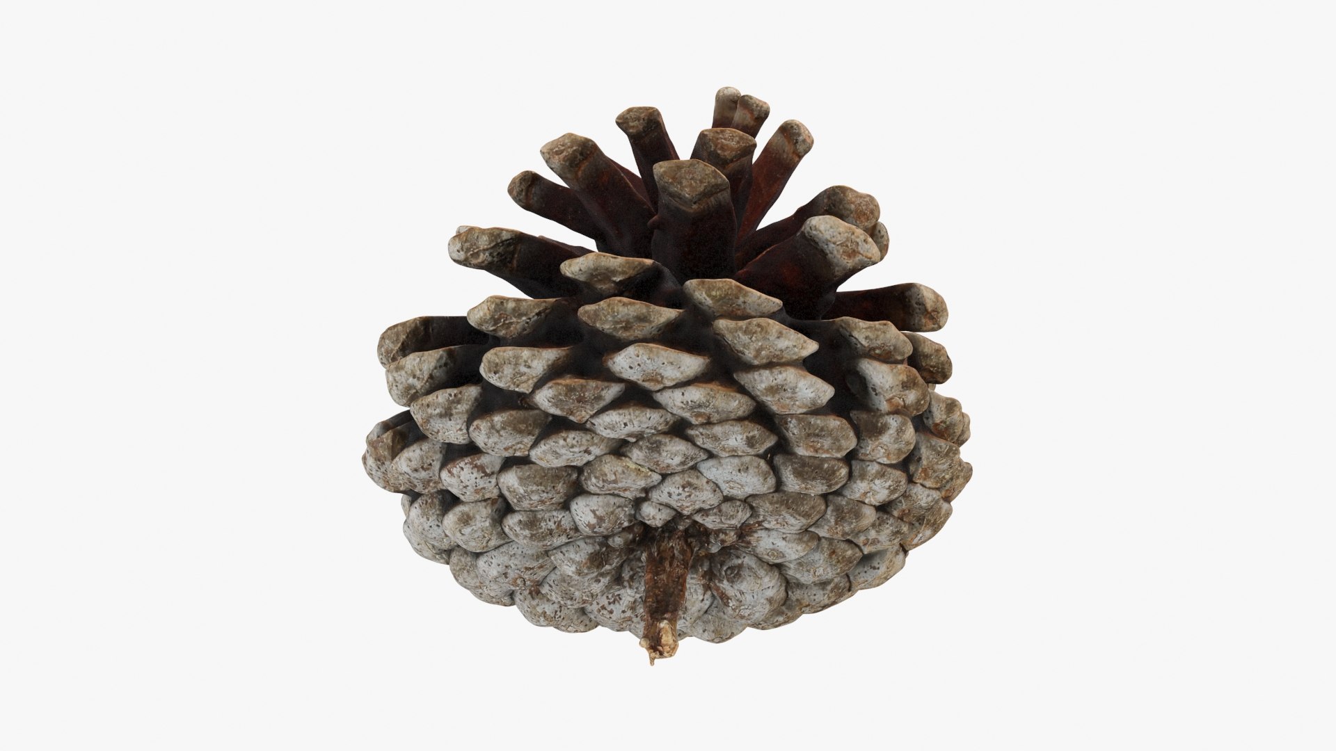 3D Dried Pine Cone 04 https://p.turbosquid.com/ts-thumb/6J/uqRXpZ/eK/driedpinecone04_b0024/jpg/1730362851/1920x1080/fit_q87/45c28ba7fcdf36bff18804d99f6fa990b33919ff/driedpinecone04_b0024.jpg