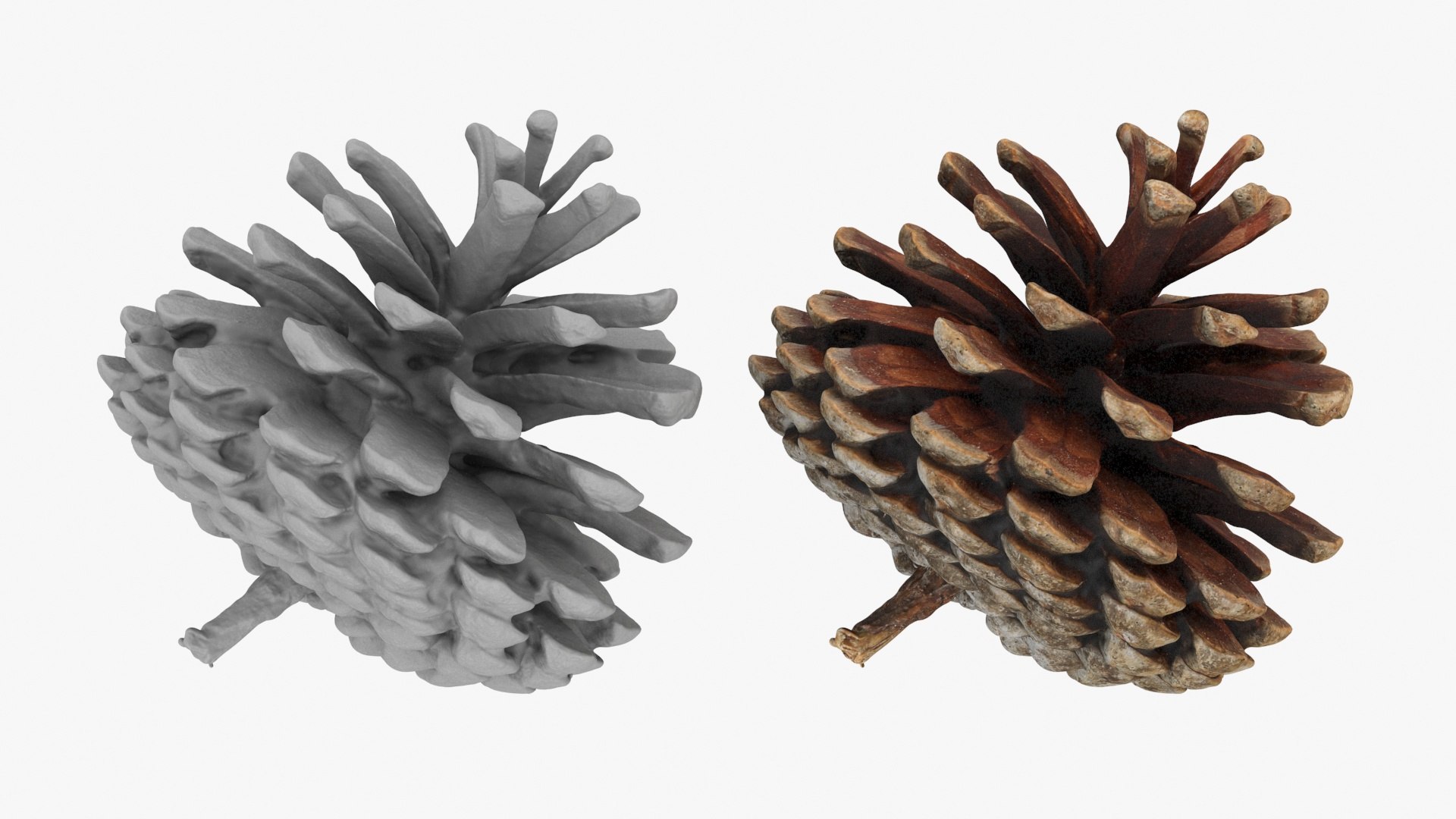 3D Dried Pine Cone 04 https://p.turbosquid.com/ts-thumb/6J/uqRXpZ/h4/driedpinecone04_a0003/jpg/1730362842/1920x1080/fit_q87/d4274f178440cf187f3e258236c1ba5e5f7fcd3e/driedpinecone04_a0003.jpg
