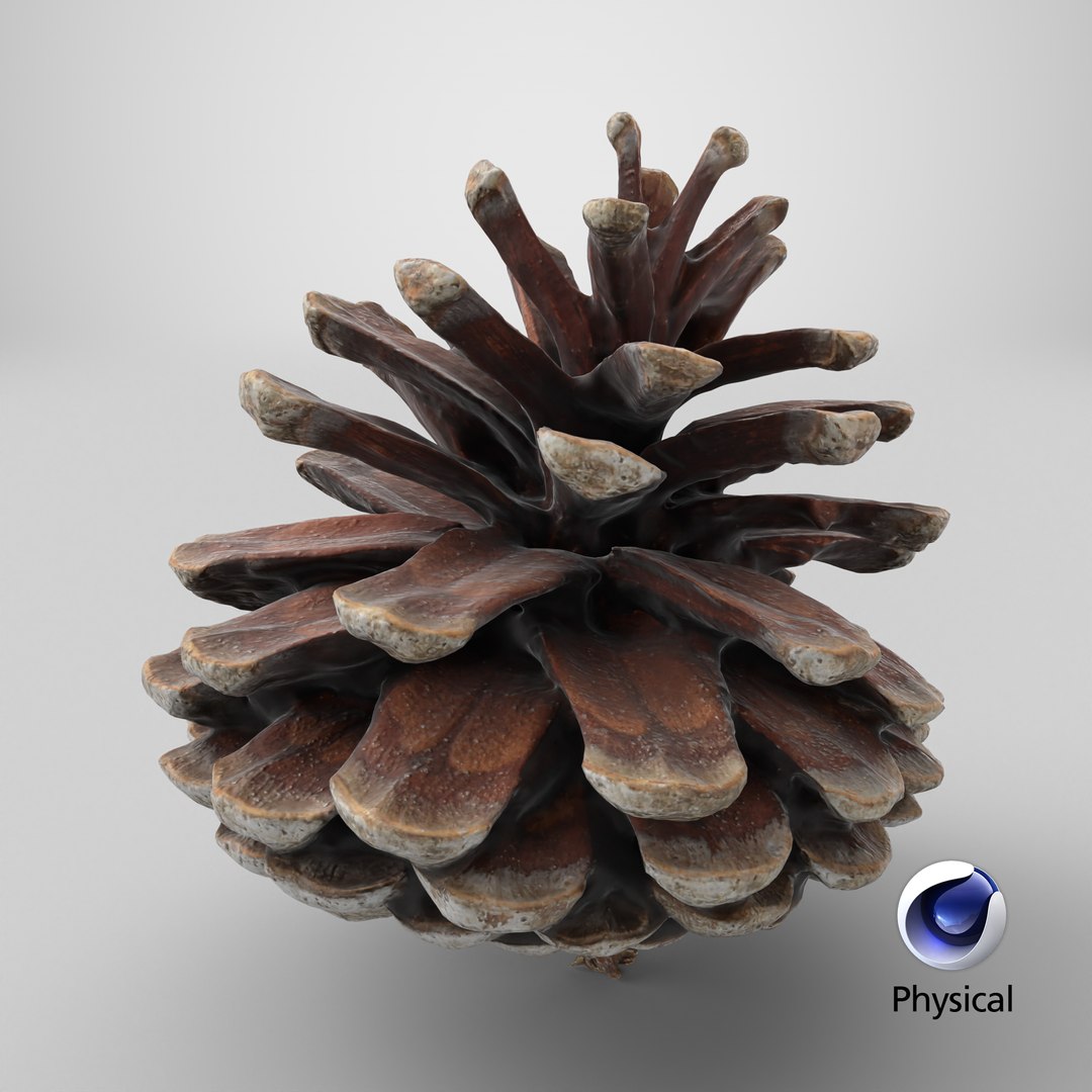 3D Dried Pine Cone 04 https://p.turbosquid.com/ts-thumb/6J/uqRXpZ/id/stemcell_cinema_4d_physical_render/png/1730482257/1920x1080/fit_q87/07516cfed98958aec2885c4038f0f2cd63bf7f83/stemcell_cinema_4d_physical_render.jpg