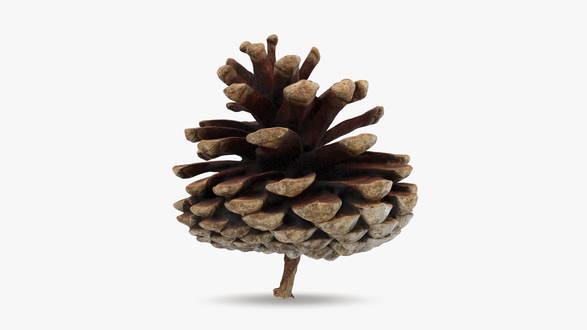 3D Dried Pine Cone 04 https://p.turbosquid.com/ts-thumb/6J/uqRXpZ/m6/driedpinecone04_b0000/jpg/1730362842/1920x1080/fit_q87/be7defa21d8d64cf94c6a34806b4b7a0b525bb18/driedpinecone04_b0000.jpg