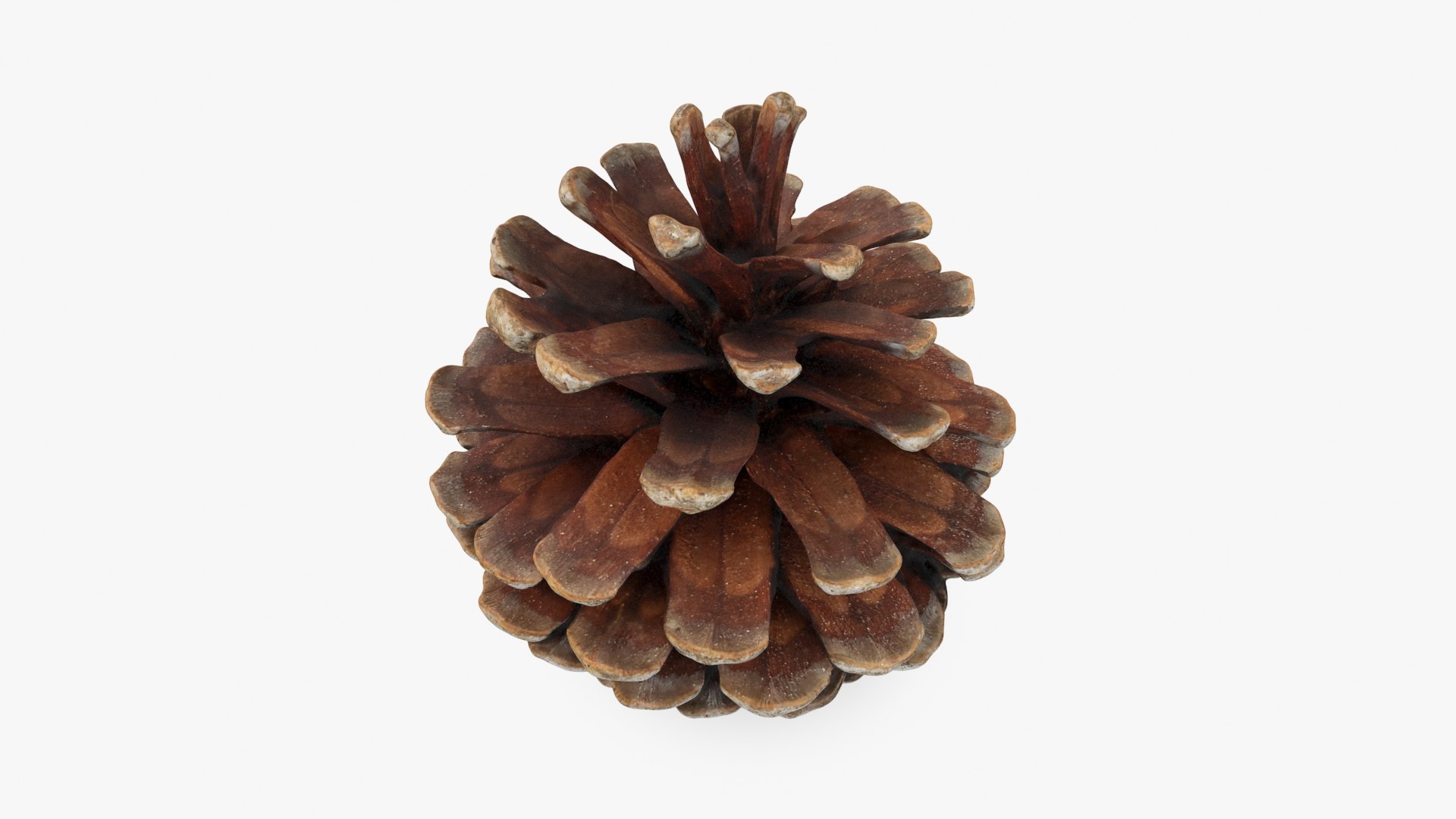 3D Dried Pine Cone 04 https://p.turbosquid.com/ts-thumb/6J/uqRXpZ/mD/driedpinecone04_b0012/jpg/1730362846/1920x1080/fit_q87/cd1c8c82114c556129239070c4621c69a68c178e/driedpinecone04_b0012.jpg