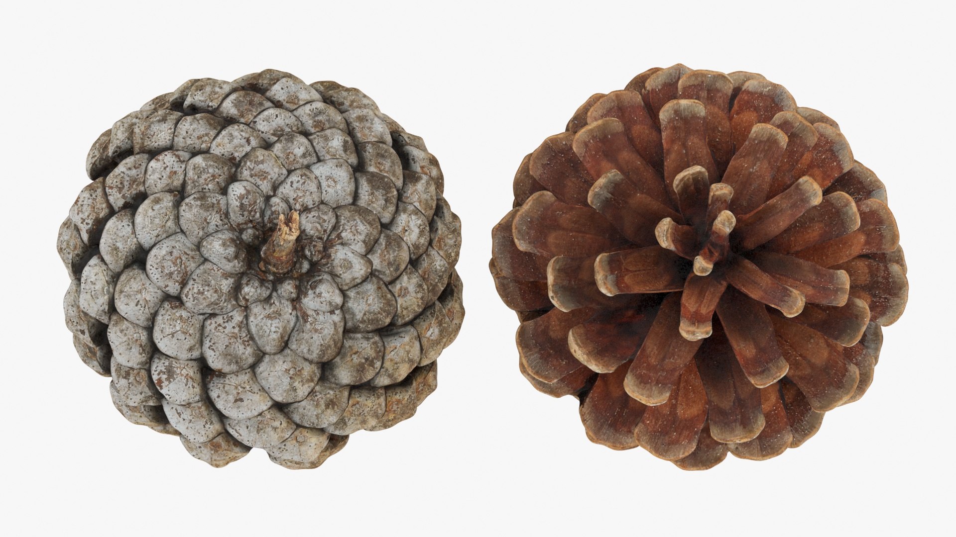 3D Dried Pine Cone 04 https://p.turbosquid.com/ts-thumb/6J/uqRXpZ/mm/driedpinecone04_a0002/jpg/1730362840/1920x1080/fit_q87/f2362a423c9aed051fa87625de51603eaca1ac7d/driedpinecone04_a0002.jpg