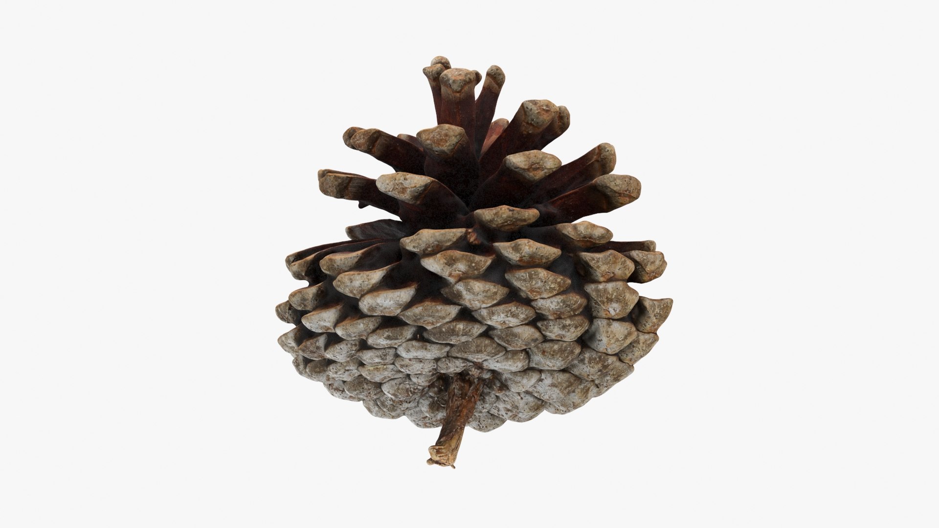 3D Dried Pine Cone 04 https://p.turbosquid.com/ts-thumb/6J/uqRXpZ/pC/driedpinecone04_b0020/jpg/1730362849/1920x1080/fit_q87/8426402c520a3dd2276bcfb5a444e8af713cd3fc/driedpinecone04_b0020.jpg