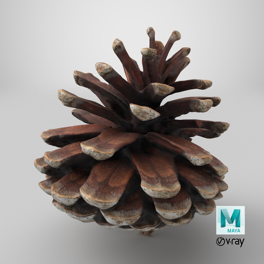 3D Dried Pine Cone 04 https://p.turbosquid.com/ts-thumb/6J/uqRXpZ/v9/stemcell_maya_vray_render/png/1730482252/1920x1080/fit_q87/d76238ed8c0e5e21816f4c6a3acfeda1721cab73/stemcell_maya_vray_render.jpg