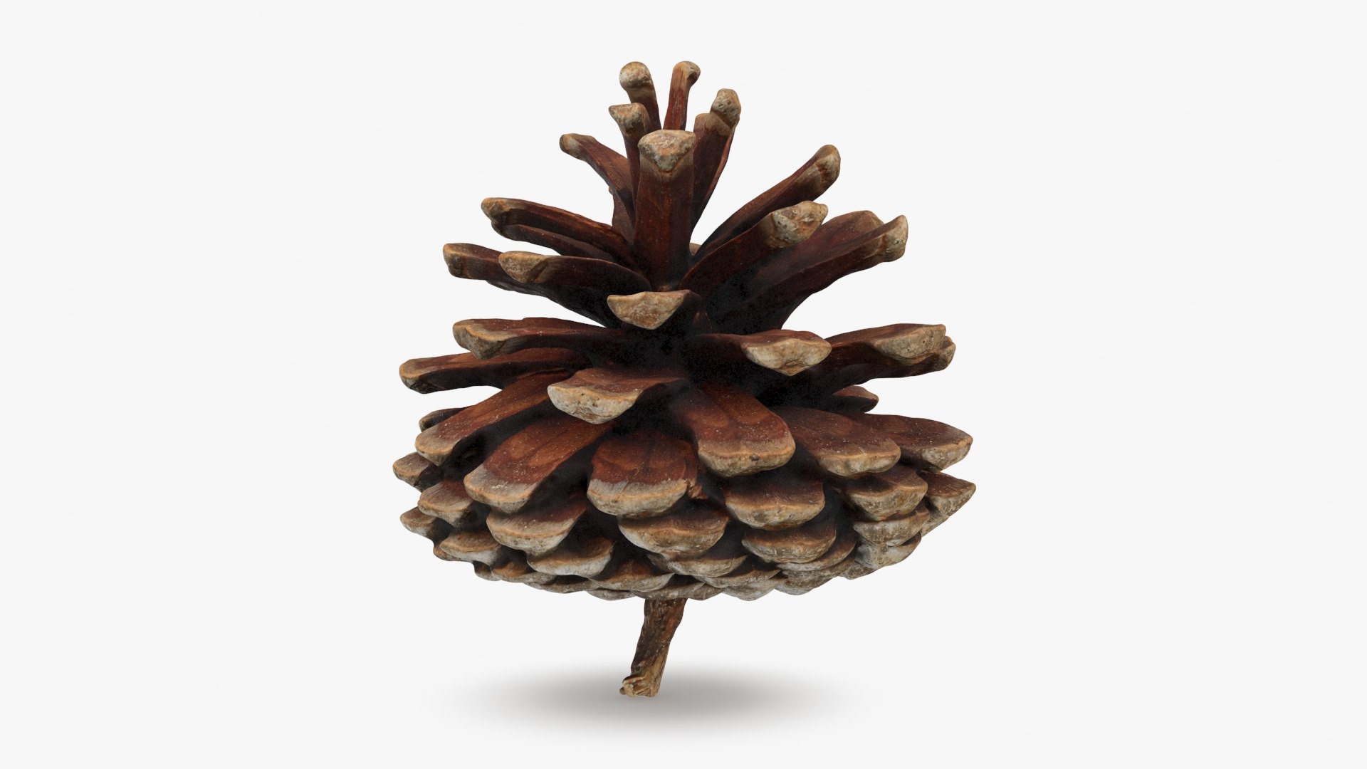 3D Dried Pine Cone 04 https://p.turbosquid.com/ts-thumb/6J/uqRXpZ/vu/driedpinecone04_b0018/jpg/1730362849/1920x1080/fit_q87/5eda0ca0edffff3990b637df0d2618448a143d44/driedpinecone04_b0018.jpg