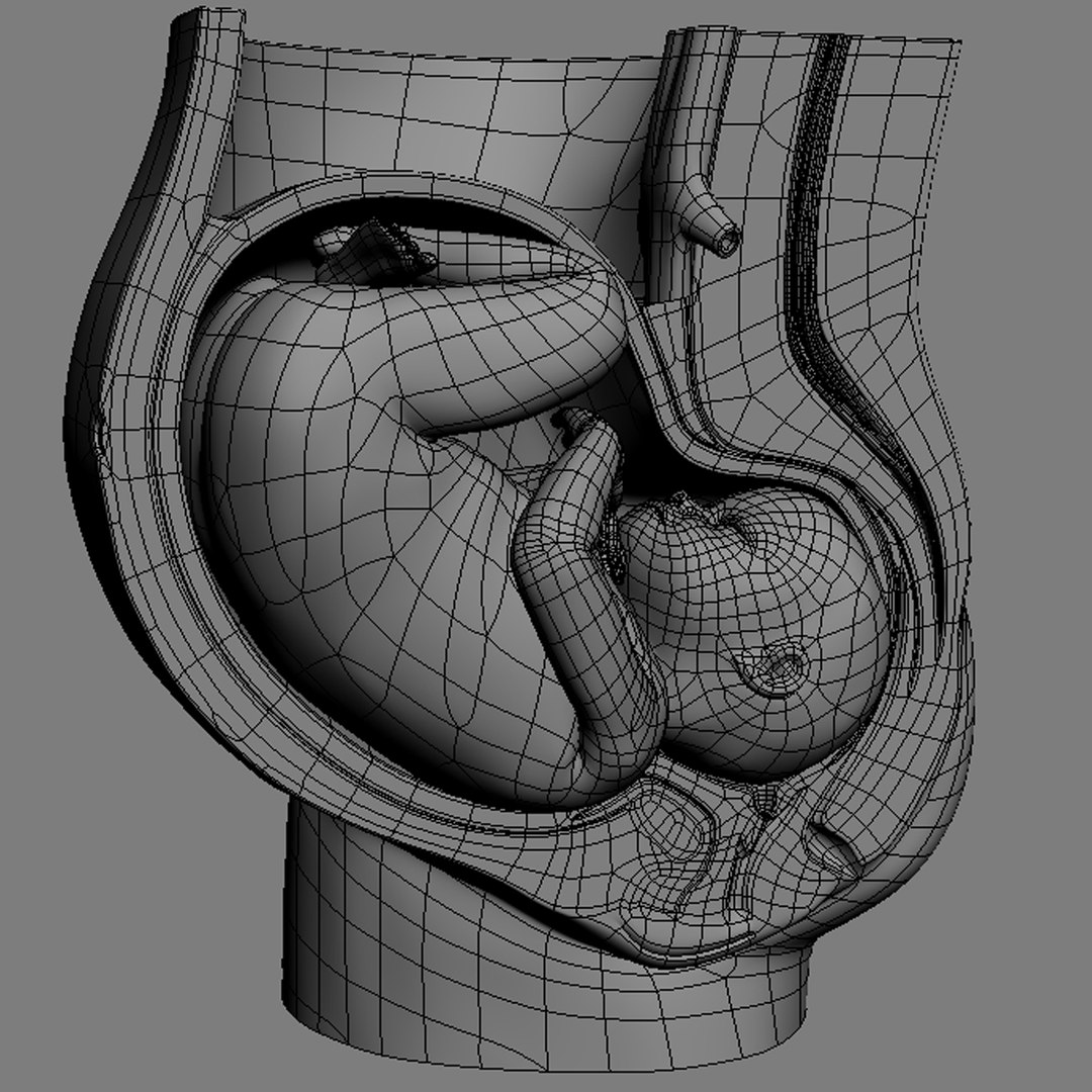 fetus anatomy 3d model https://p.turbosquid.com/ts-thumb/6J/vzAI0r/OOKtYzFw/fetus_anatomy_08/jpg/1301745461/1920x1080/fit_q87/76054fb6094ca97ec65467c3d38f1527f8399e6f/fetus_anatomy_08.jpg