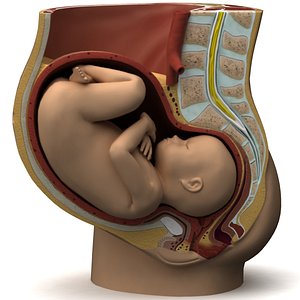 Fetus anatomy
