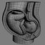 Fetus anatomy