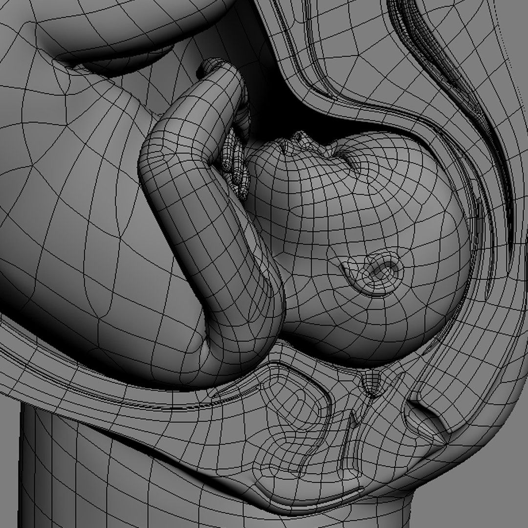 fetus anatomy 3d model https://p.turbosquid.com/ts-thumb/6J/vzAI0r/jn4sJr4u/fetus_anatomy_09/jpg/1301745461/1920x1080/fit_q87/717ec1d63a7e1e998a72218c43ae7214afda1398/fetus_anatomy_09.jpg