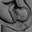 Fetus anatomy