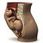 Fetus anatomy