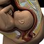 Fetus anatomy