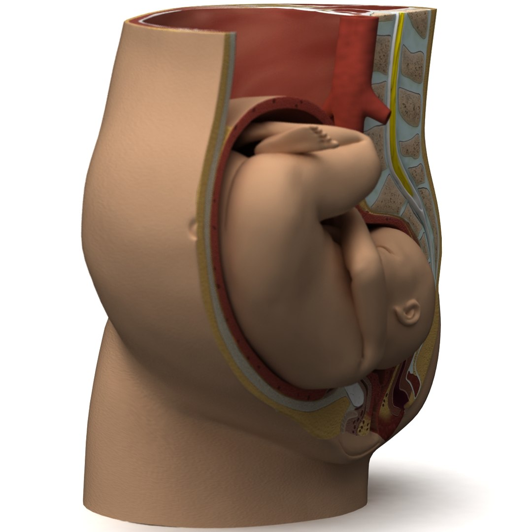 fetus anatomy 3d model https://p.turbosquid.com/ts-thumb/6J/vzAI0r/x9iqC5cy/fetus_anatomy_03/jpg/1301745461/1920x1080/fit_q87/ac377cc3edbe317c4ef961f7fe8264b8bb91cd59/fetus_anatomy_03.jpg