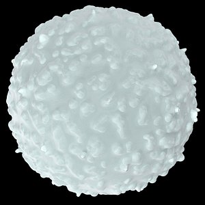 White Blood Cell