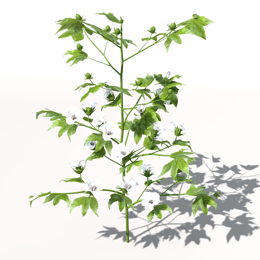 3ds xfrogplants cotton plant https://p.turbosquid.com/ts-thumb/6K/L6nlK6/5jOHp70V/ag08cotton6/jpg/1462489709/1920x1080/fit_q87/8d9c5e2dfacaaa22029b84dbd086827a9fa84a9c/ag08cotton6.jpg