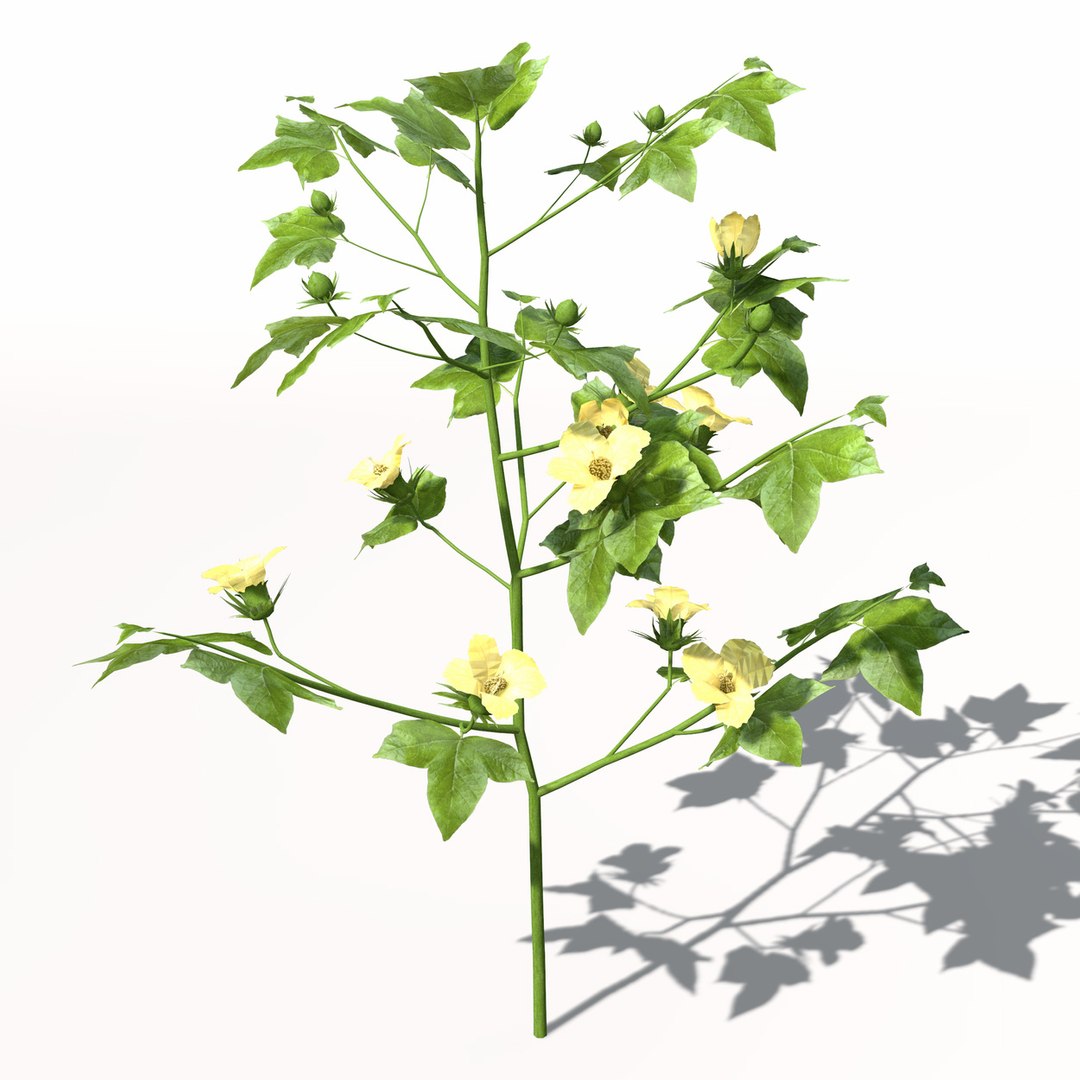 3ds xfrogplants cotton plant https://p.turbosquid.com/ts-thumb/6K/L6nlK6/CnWUmSgm/ag08cotton5/jpg/1462489709/1920x1080/fit_q87/39d55a07b24bfe9f1cf4fe4f99ba3777a509140d/ag08cotton5.jpg