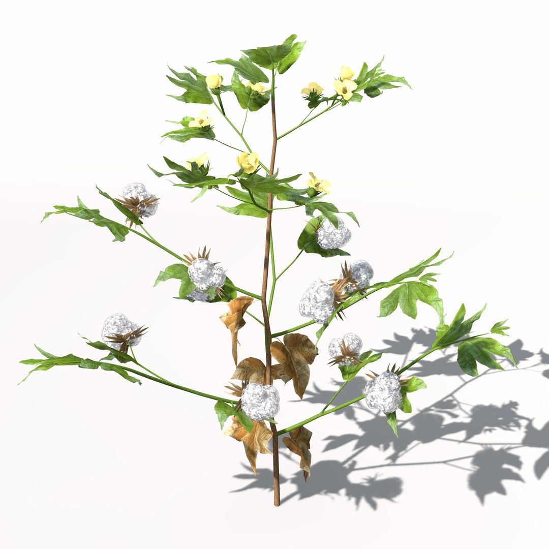 3ds xfrogplants cotton plant https://p.turbosquid.com/ts-thumb/6K/L6nlK6/IiBxO1c6/ag08cotton7/jpg/1462489709/1920x1080/fit_q87/578dde88e0d58b71c61986600ac34e34c0ce70eb/ag08cotton7.jpg