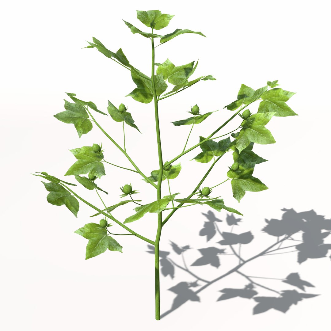 3ds xfrogplants cotton plant https://p.turbosquid.com/ts-thumb/6K/L6nlK6/OIml851t/ag08cotton3/jpg/1462489709/1920x1080/fit_q87/4df8d5c79119ce2838b7106b32646570cec5d225/ag08cotton3.jpg