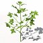 XfrogPlants 코튼