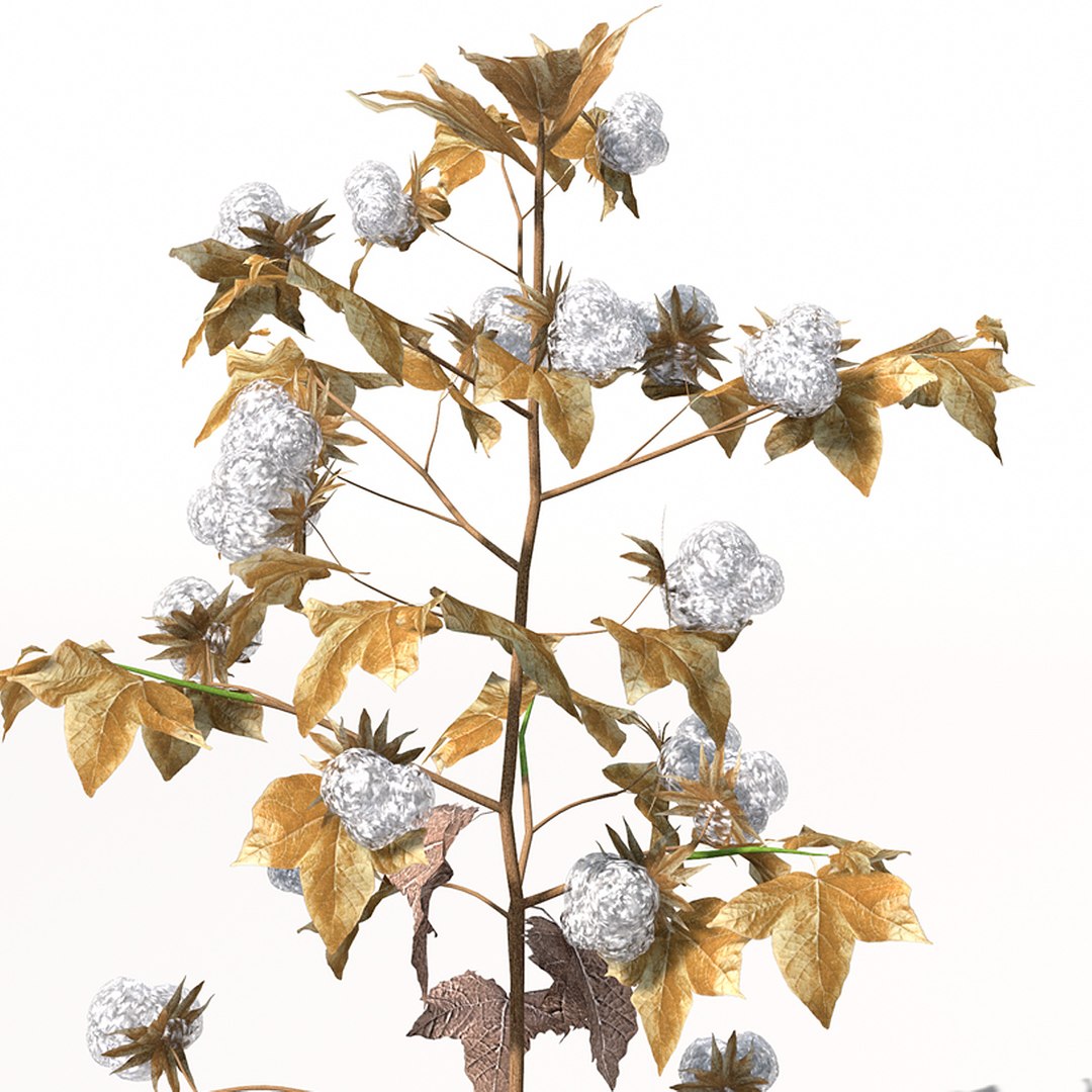 3ds xfrogplants cotton plant https://p.turbosquid.com/ts-thumb/6K/L6nlK6/XRSRVPEM/ag08_perspective_0009_zoom/jpg/1342637390/1920x1080/fit_q87/121b7964bd57c23675cdc82637903db38f2ac663/ag08_perspective_0009_zoom.jpg