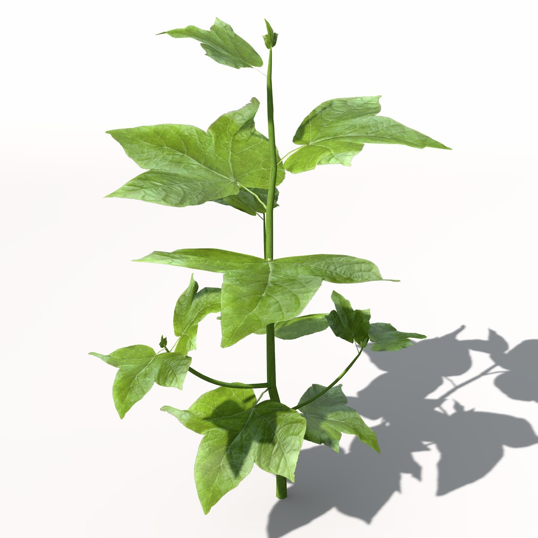 3ds xfrogplants cotton plant https://p.turbosquid.com/ts-thumb/6K/L6nlK6/fkXxvrK8/ag08cotton2/jpg/1462489709/1920x1080/fit_q87/a9a0e352ee4c1bac92bb7ee0a522f4885dcce4e9/ag08cotton2.jpg