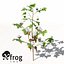 XfrogPlants 코튼
