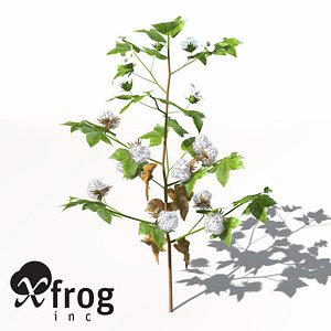 XfrogPlants Cotton