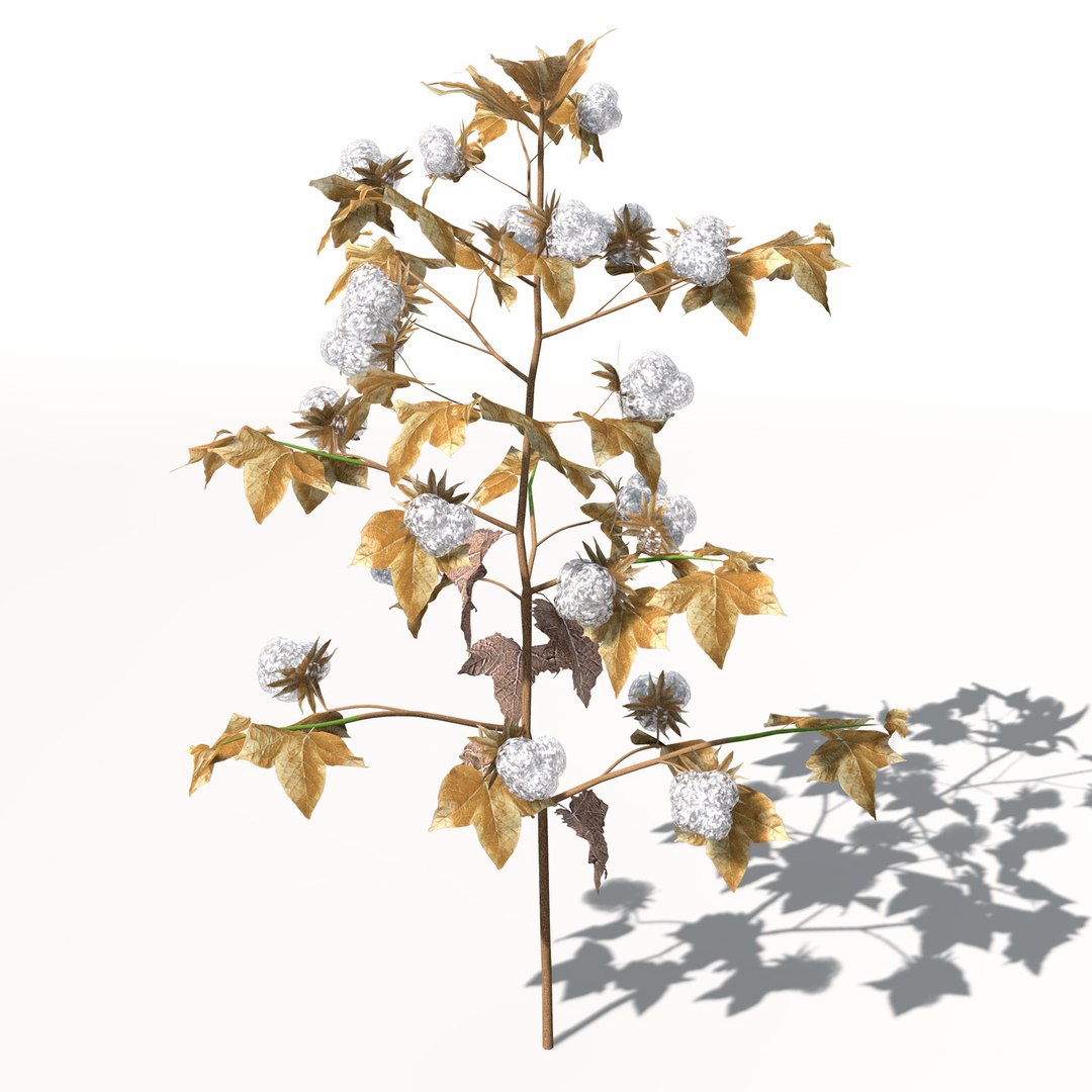 3ds xfrogplants cotton plant https://p.turbosquid.com/ts-thumb/6K/L6nlK6/pjnJoBHP/ag08cotton9/jpg/1462489709/1920x1080/fit_q87/dd795c046dea52d351e7574fbdcfc69d353a7b50/ag08cotton9.jpg