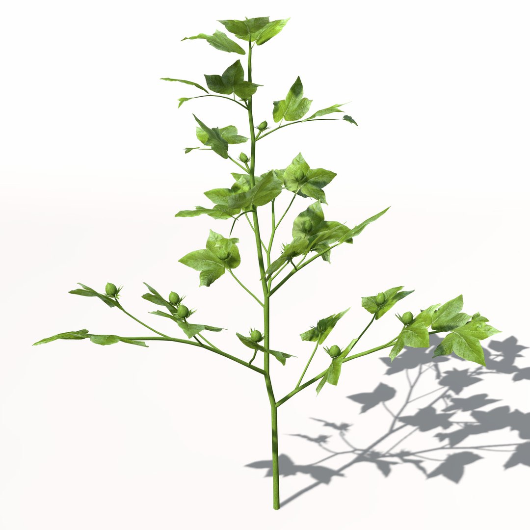 3ds xfrogplants cotton plant https://p.turbosquid.com/ts-thumb/6K/L6nlK6/qX9eBRWP/ag08cotton4/jpg/1462489709/1920x1080/fit_q87/3d2c789824ca149f05807e74242830159dba50af/ag08cotton4.jpg