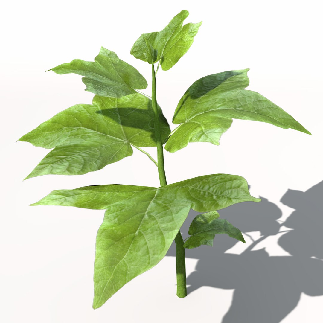 3ds xfrogplants cotton plant https://p.turbosquid.com/ts-thumb/6K/L6nlK6/szfKpAiV/ag08cotton1/jpg/1462489709/1920x1080/fit_q87/02c640eb32c50bda3ed219e9d3bf80811d56240b/ag08cotton1.jpg
