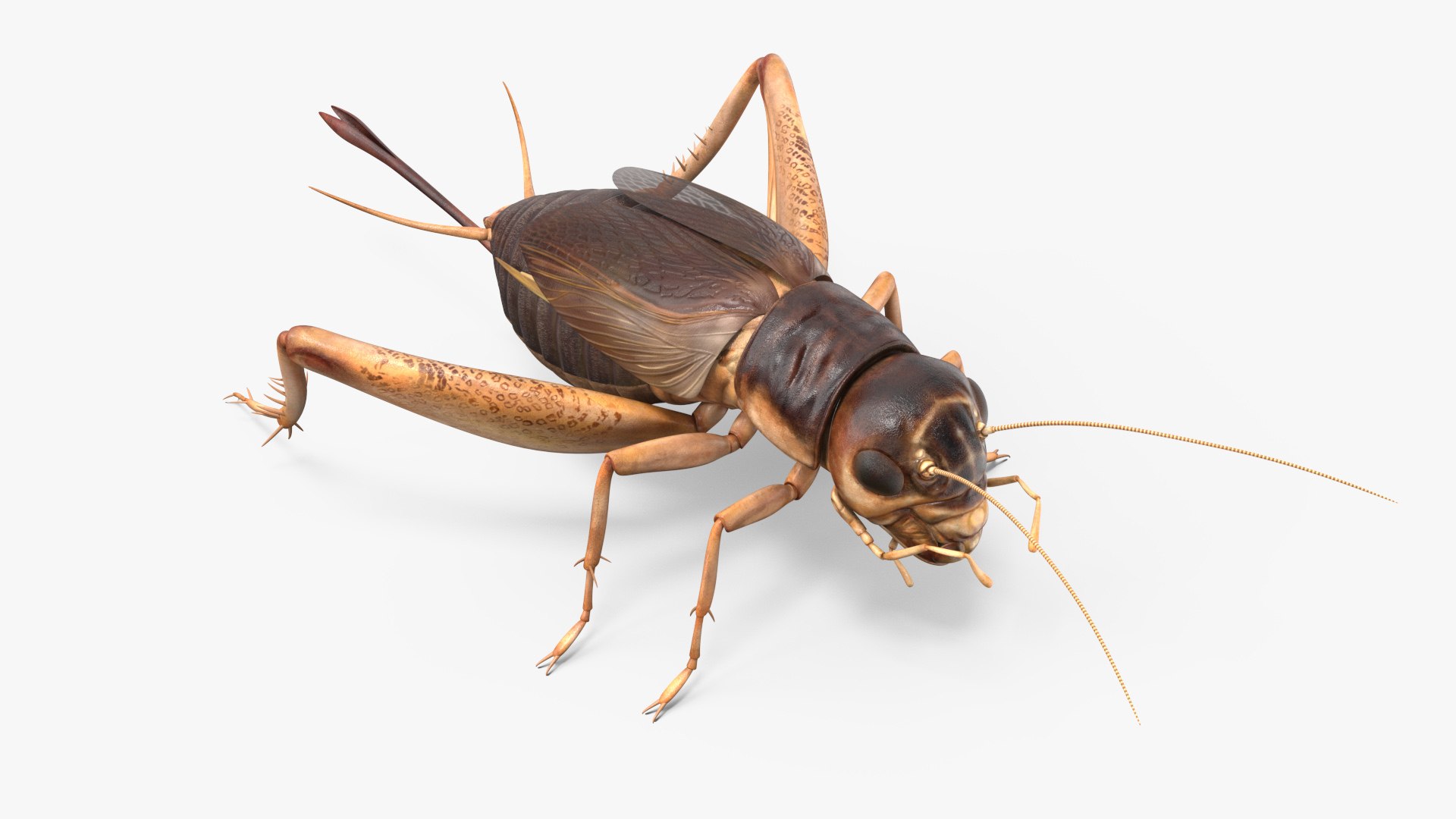 Gryllinae model https://p.turbosquid.com/ts-thumb/6K/OEDIke/vx/gryllinaemb3dmodel001/jpg/1719660689/1920x1080/fit_q87/714b312985bcb07febfca85a60c0adf5b5af9335/gryllinaemb3dmodel001.jpg