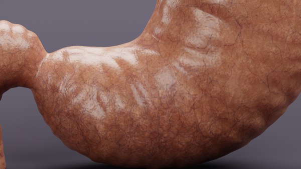 3D Stomach and Stomach Section - TurboSquid 1752672