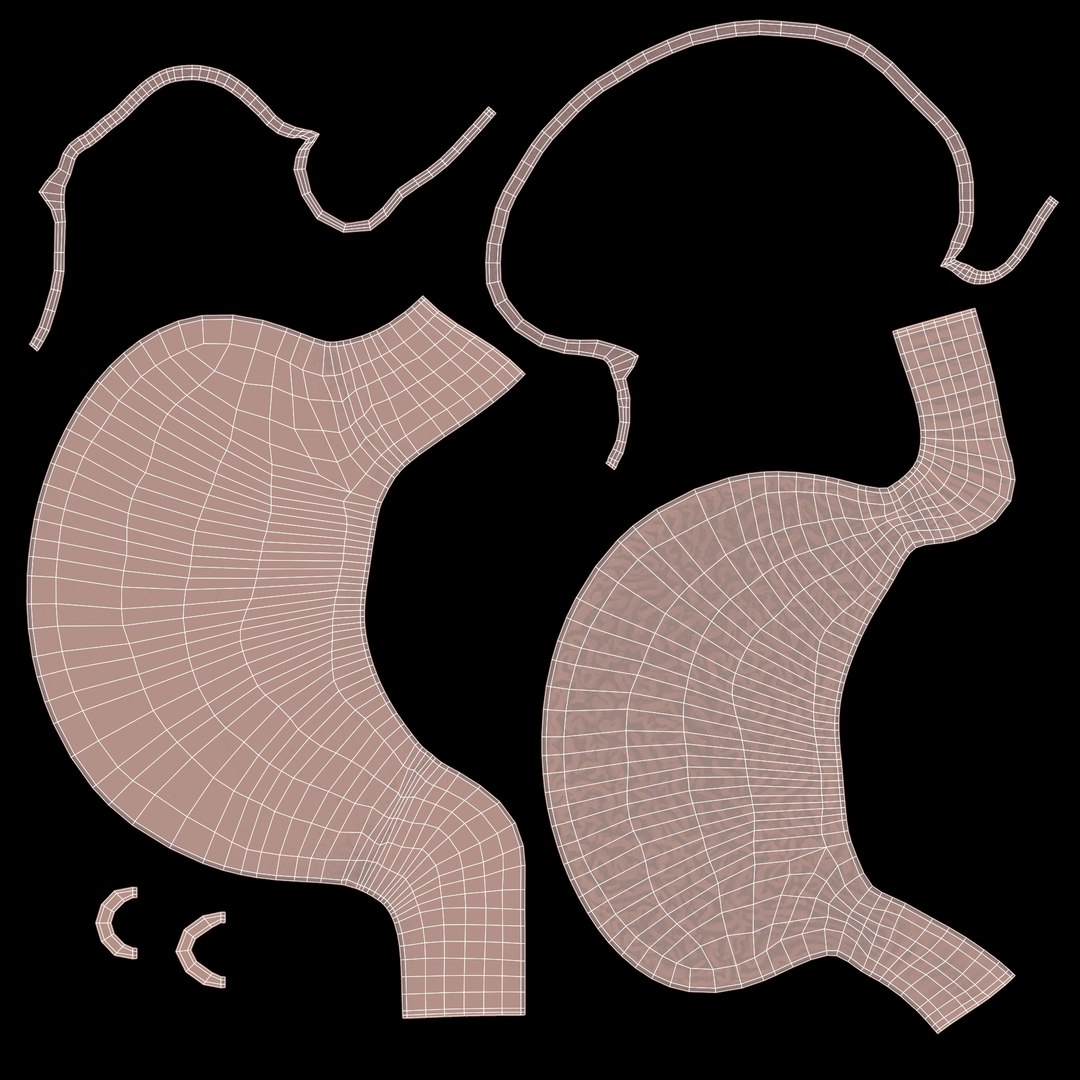 3D Stomach And Stomach Section - TurboSquid 1752672