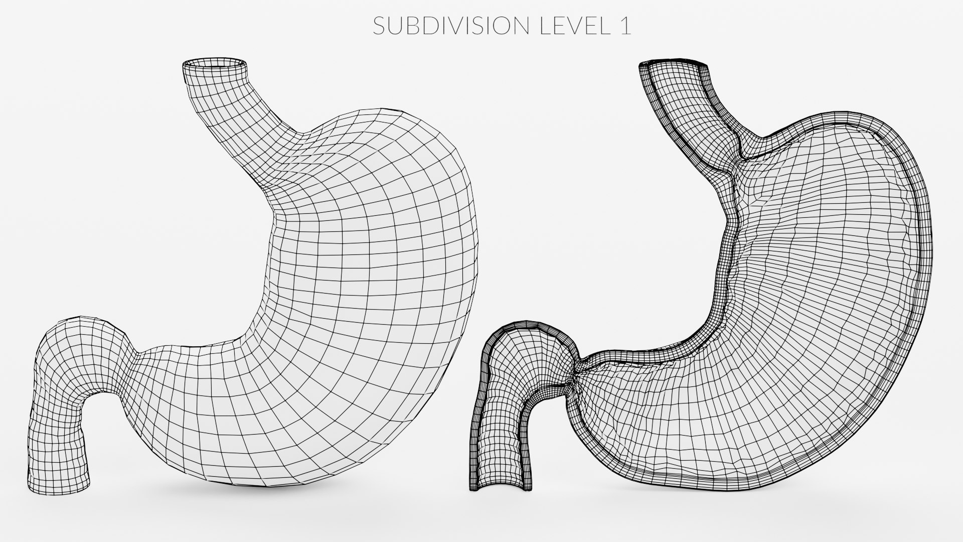 3D Stomach And Stomach Section - TurboSquid 1752672