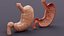3D Stomach and Stomach Section
