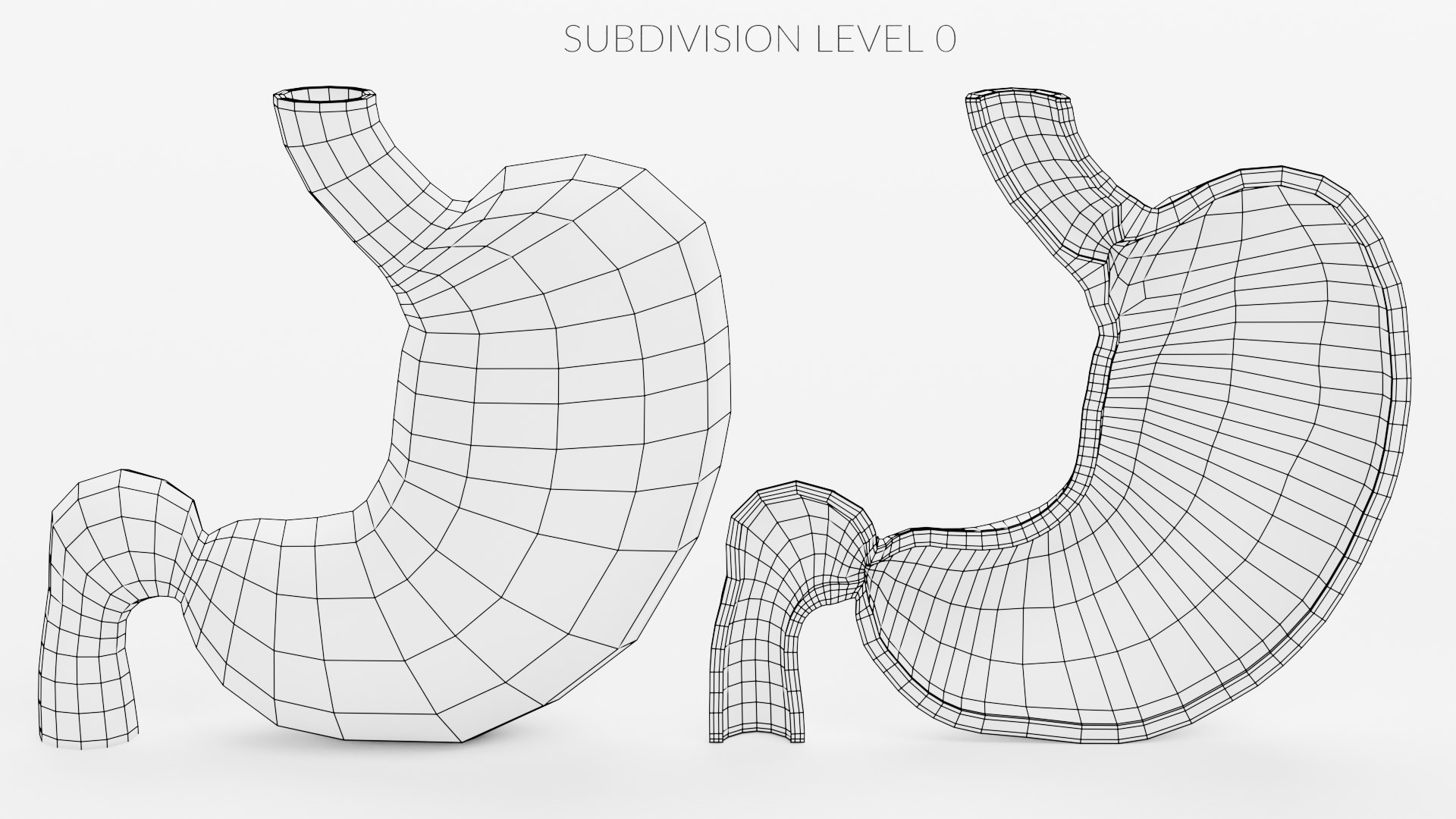 3D Stomach And Stomach Section - TurboSquid 1752672