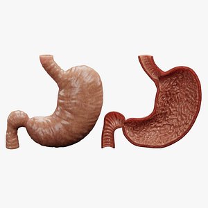 Stomach and Stomach Section