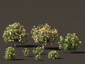 viburnum tinus - laurustinus 3D