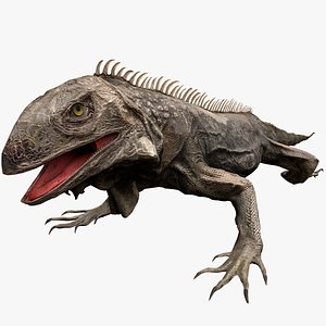 Iguana Reptile 3D model