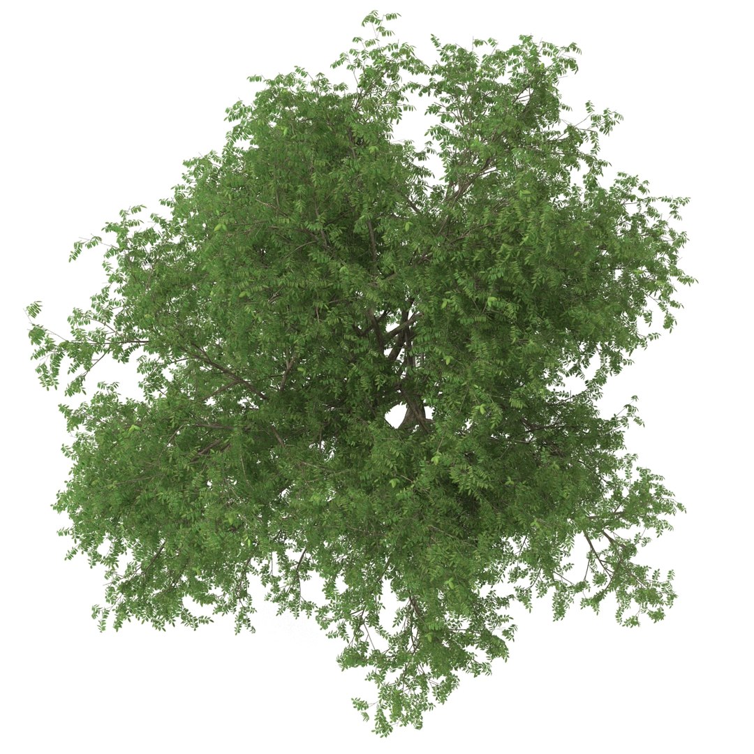 3d model pecan tree