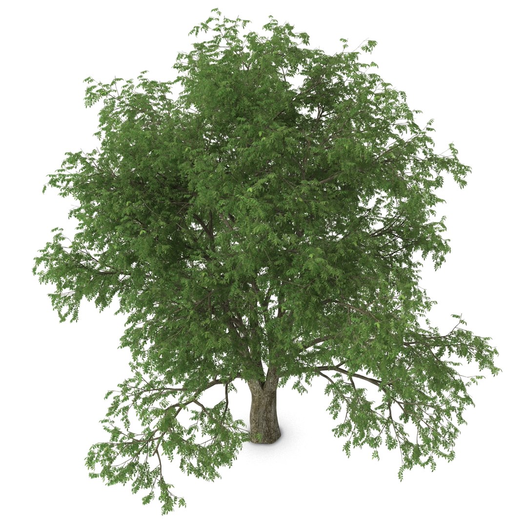 3d Model Pecan Tree