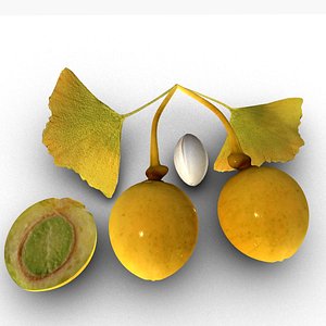 Ginkgo fruit 3D