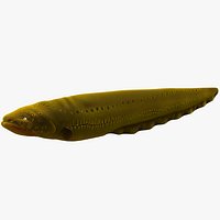 Electric Eel