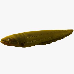 Electric Eel