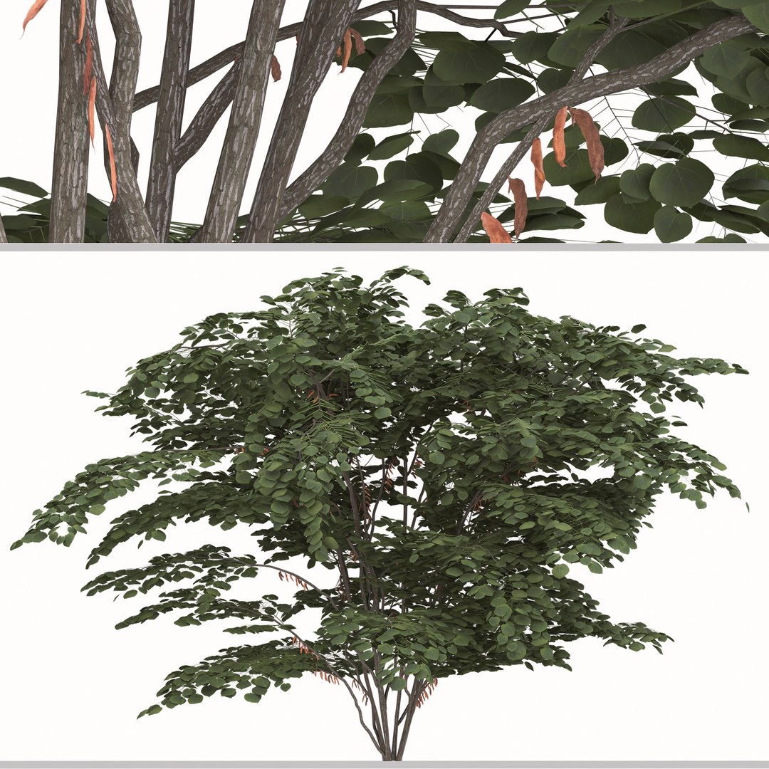 Set Of Cercis Chinensis Or Chinese Redbud Plants 3D - TurboSquid 1969967